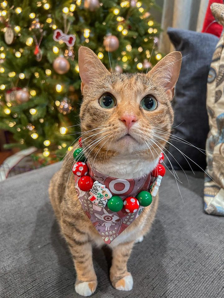 Tarjay’* Target and Starbucks Coffee Shopping Trip Red, Green & White Custom Beaded Dog/Cat Jewelry Necklace!