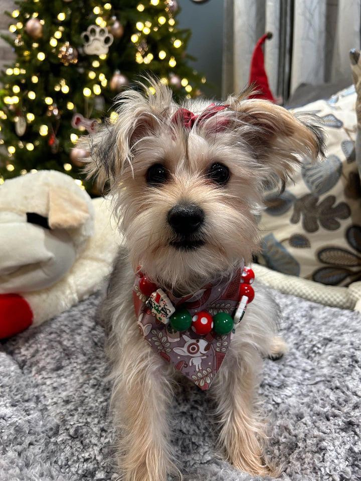 Tarjay’* Target and Starbucks Coffee Shopping Trip Red, Green & White Custom Beaded Dog/Cat Jewelry Necklace!