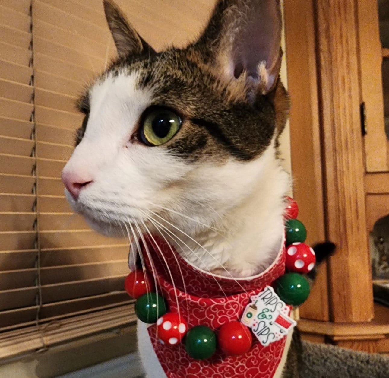 Tarjay’* Target and Starbucks Coffee Shopping Trip Red, Green & White Custom Beaded Dog/Cat Jewelry Necklace!