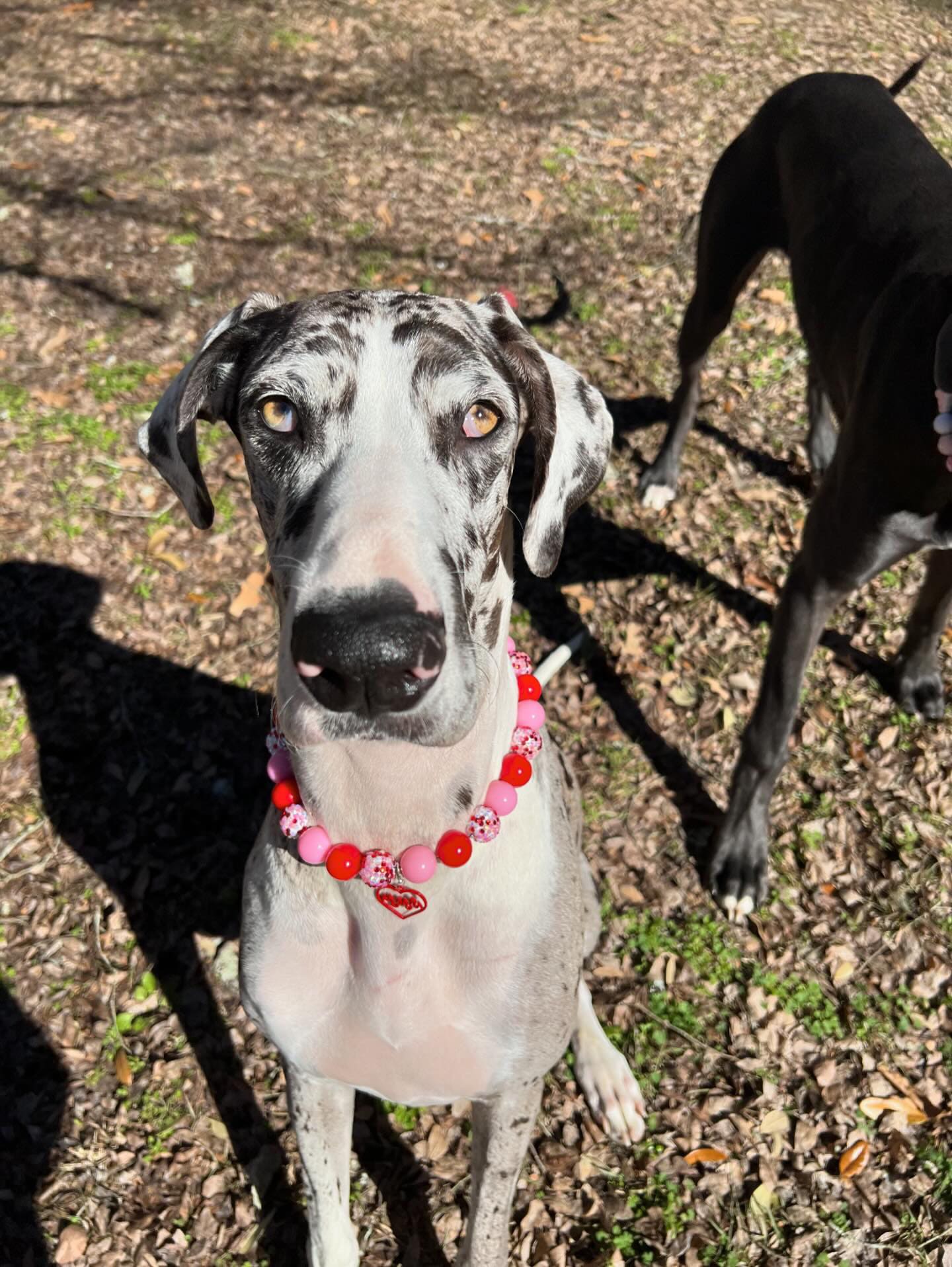 Hugs & Kisses* Pink and Red Sparkle Valentine's Custom Beaded Dog/Cat Collar Necklace!