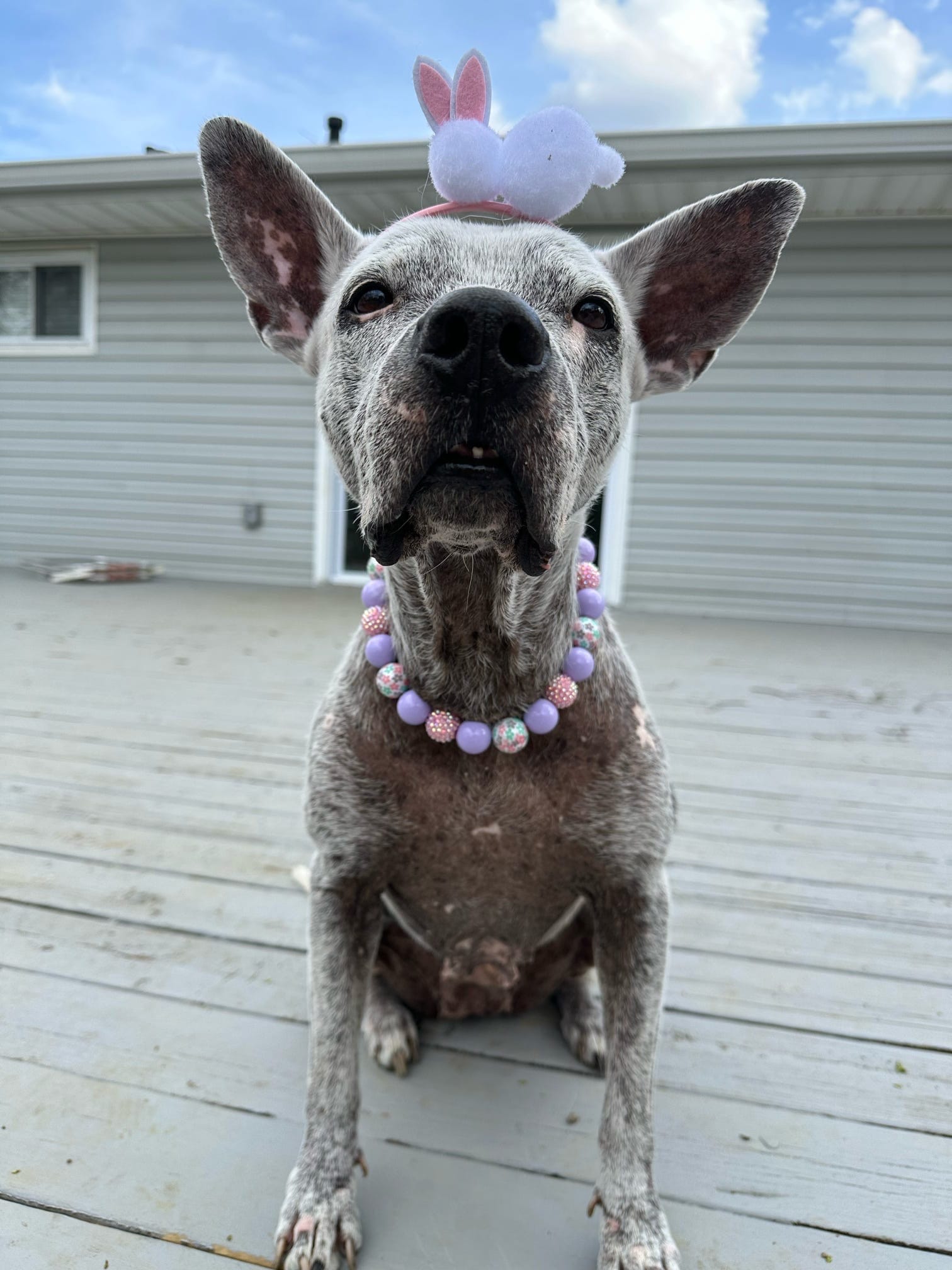 Spring in Bloom* Purple & Pink Sparkle Flower Spring/Easter Custom Beaded Dog/Cat Collar Necklace!