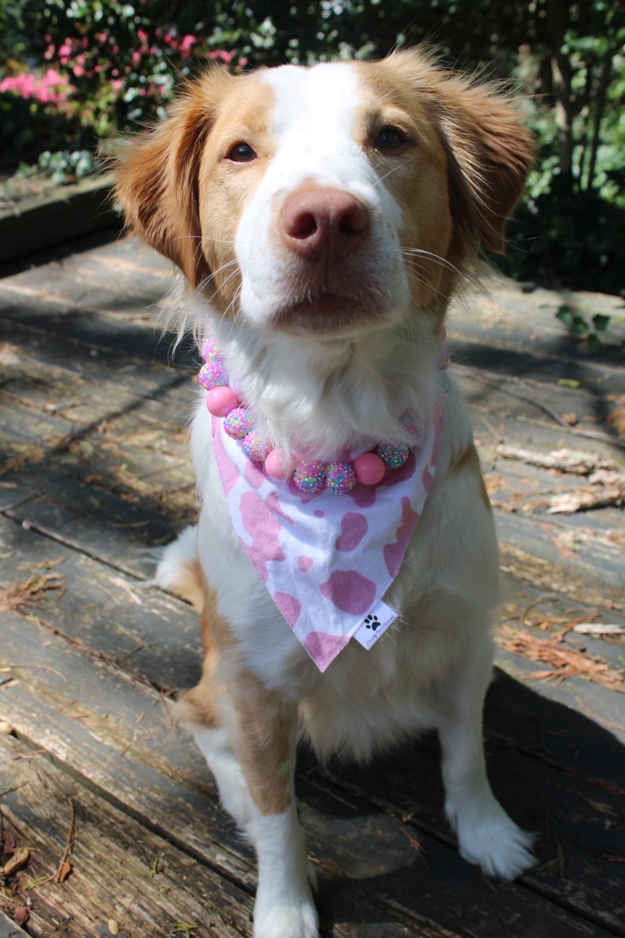 Spring Bling* Pastel Colorful Sparkle Springtime Custom Beaded Dog/Cat Collar Necklace!